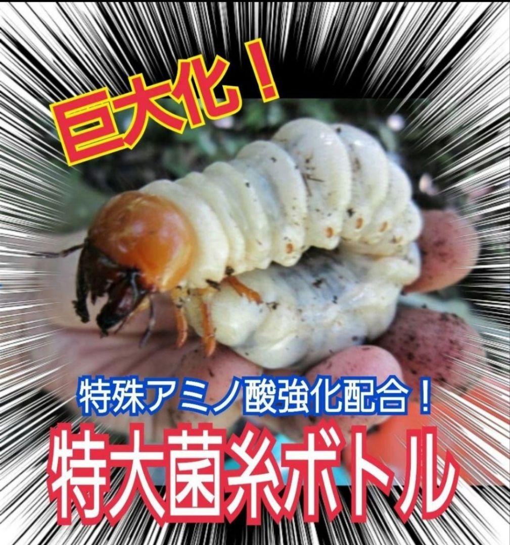 極上！カワラ菌糸瓶【6本】トレハロース、キトサン強化　タランドゥス　オウゴンオニ