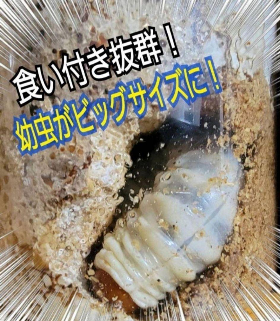極上！カワラ菌糸瓶【6本】トレハロース、キトサン強化　タランドゥス　オウゴンオニ
