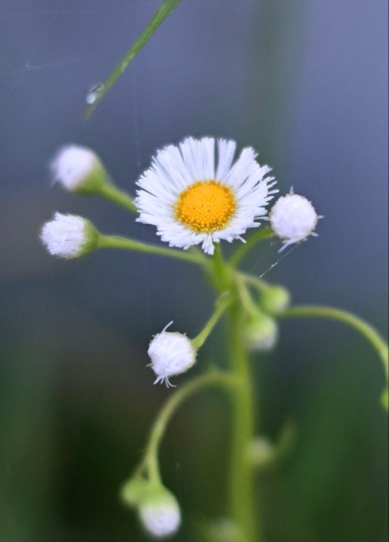 Nikon Z fc 16-50kit プラスPERGEAR 35mm F1.2