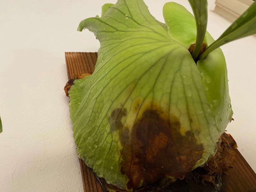 ビカクシダ　コロナリウム　フィリピネス