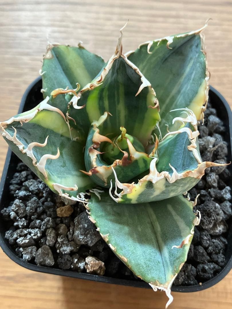 れ*★様 【初売りオークション】118 特大　アガベ　チタノタ　白鯨錦　縞斑　T