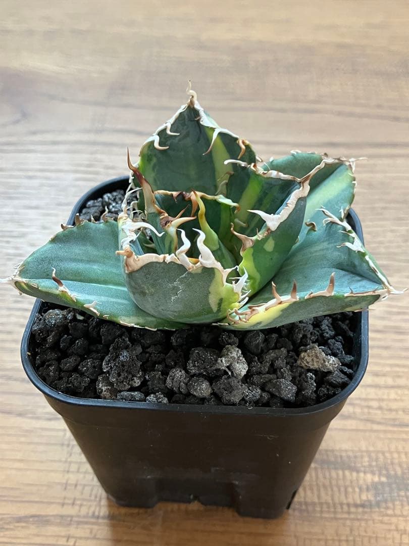 れ*★様 【初売りオークション】118 特大　アガベ　チタノタ　白鯨錦　縞斑　T