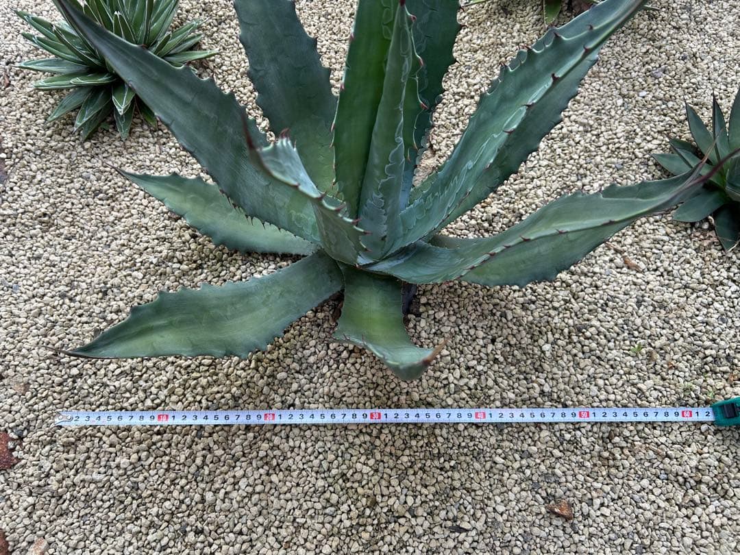 厳選株　アガベ　ワコマヒー　特大株
