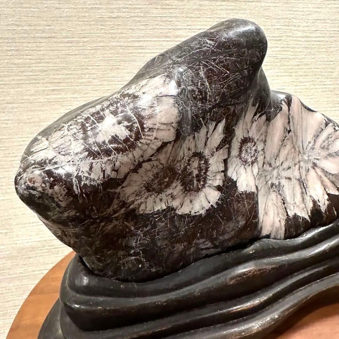 【菊花石】