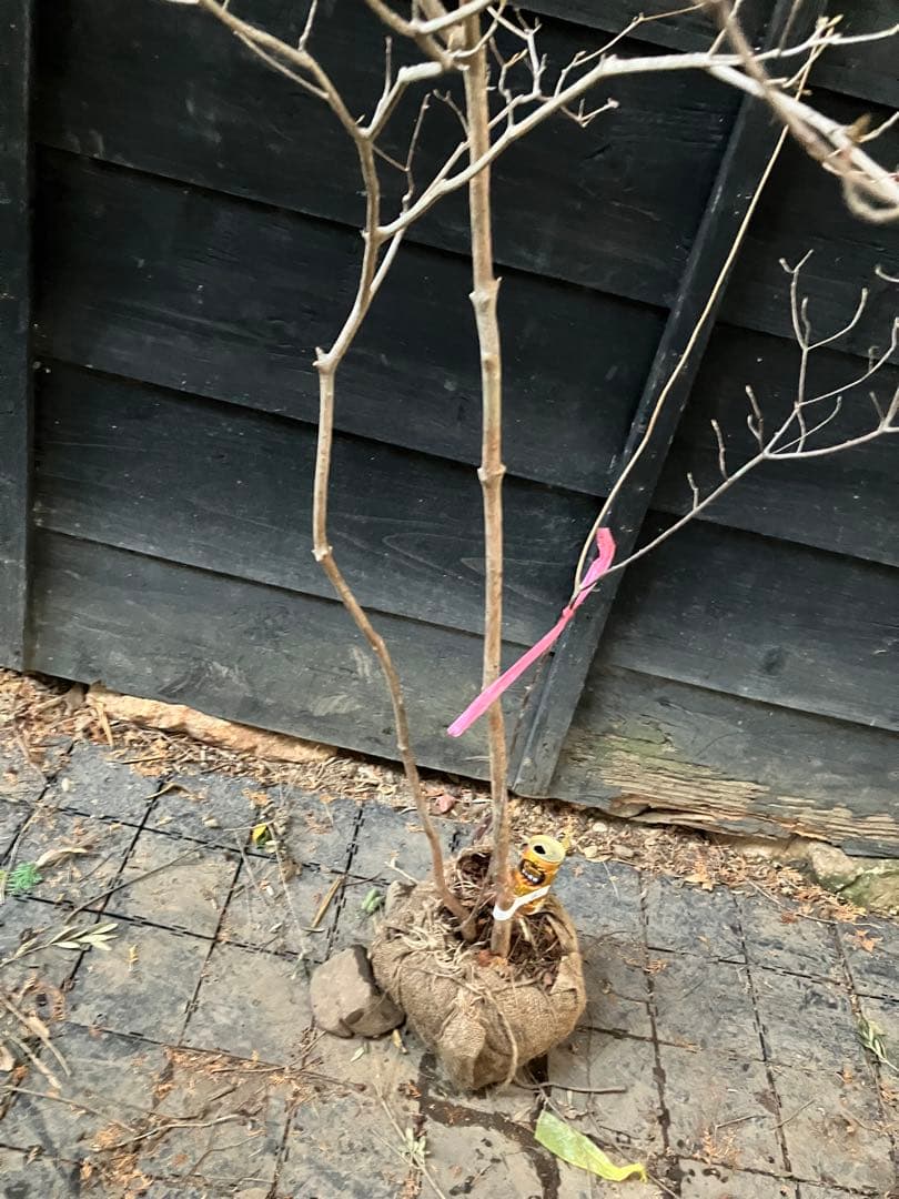 60 山採り　ミツバツツジ　バイカツツジ付き