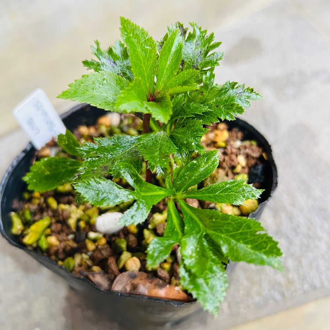 Kayo「歳末セール」クリスマスローズ 苗 SDプリマヴェーラ セルフ