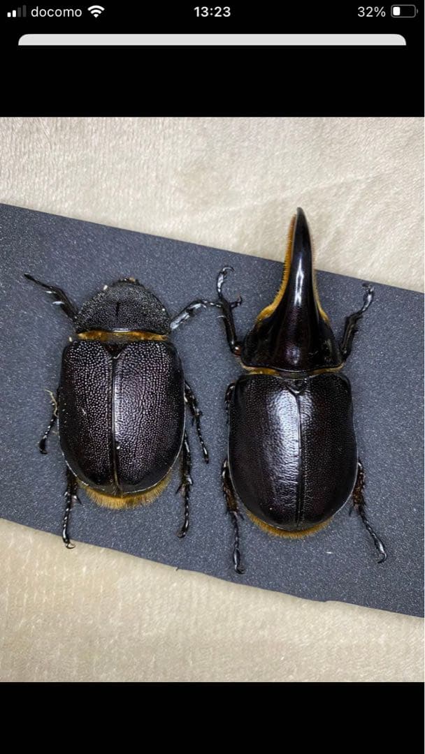 サタン♂♀ペア　タランドゥス　標本