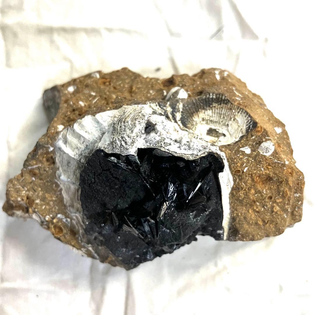 希少 ヴィヴィアナイト シェルフォッシル 藍鉄鉱 貝化石 原石 標本 118g