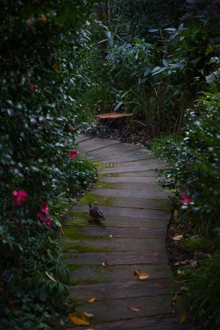 ぬれがらす様現代最小の標準！Elmar-M 50mm F2.8 E39