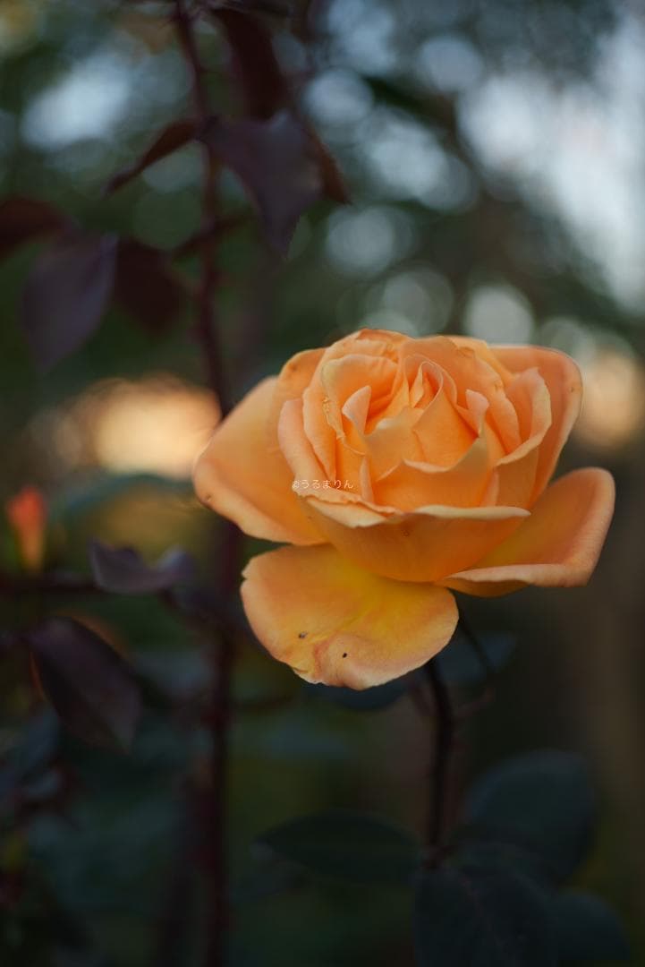 ぬれがらす様現代最小の標準！Elmar-M 50mm F2.8 E39