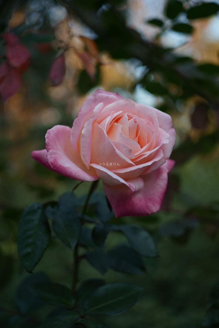 ぬれがらす様現代最小の標準！Elmar-M 50mm F2.8 E39