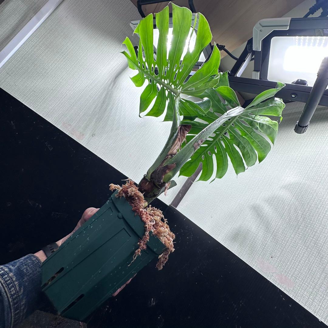 モンステラデリシオーサマクロコズム超希少系統鉢植え