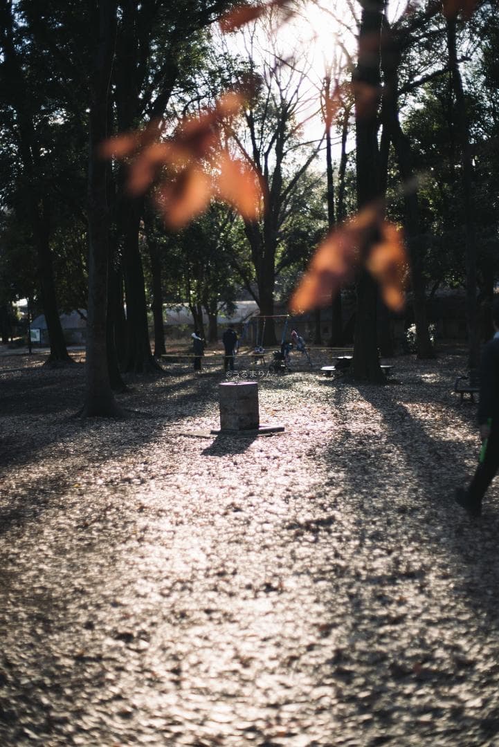 良品！標準の帝王！Planar 50mm F1.4 AEJ オールドレンズ