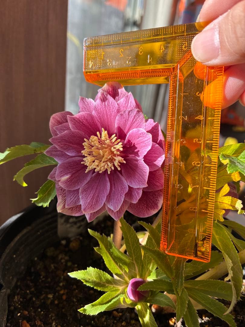 ♡広瀬園芸♡ 充実株シリーズ①DDピンク白抜け　ソレイユ系