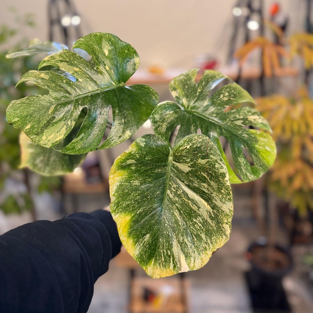 R*9様 1 モンステラ　デリシオーサ　‘グリーンスノー’ 訳あり　お手頃