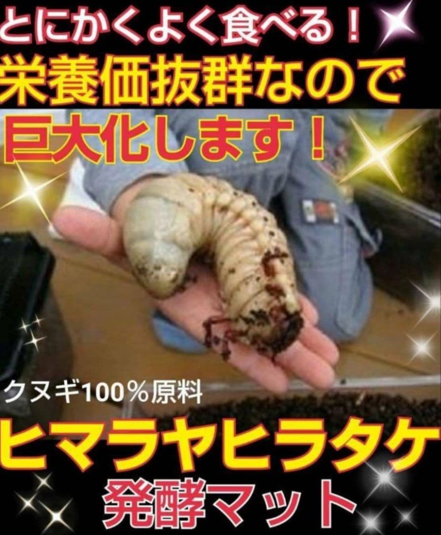 60リットル　ヒマラヤひらたけ発酵カブトムシマット　幼虫がビックサイズになります