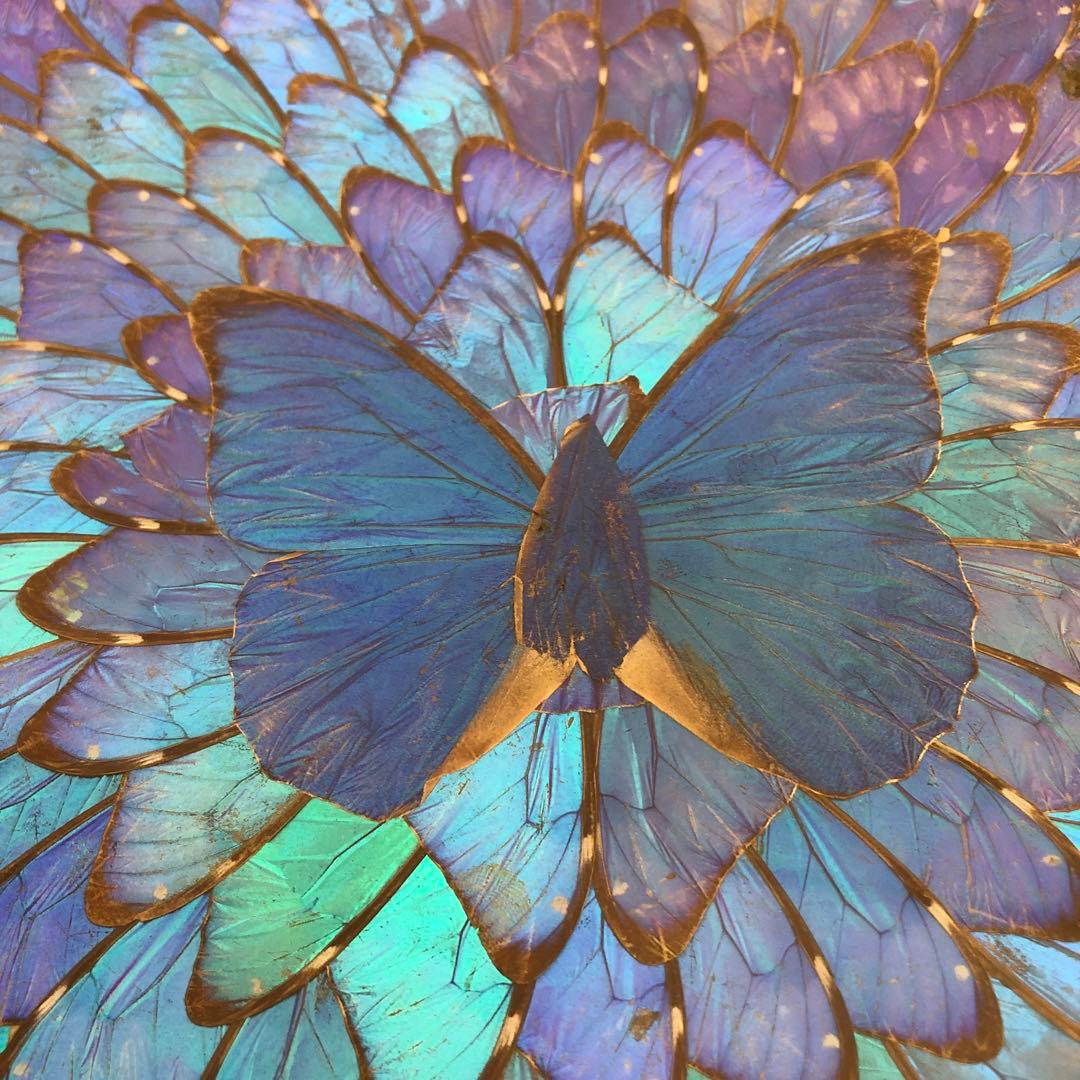 モルフォ蝶　飾り皿　標本　壁飾り　壁掛け