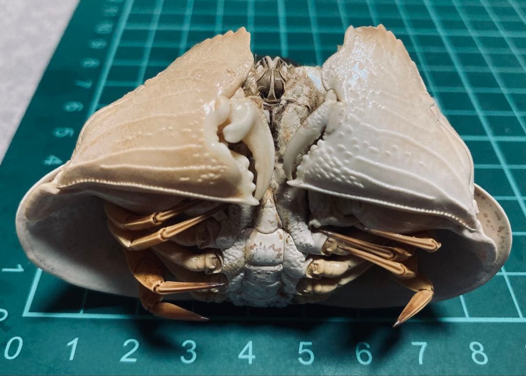 マルソデカラッパ 乾燥標本　カラッパ　カニ 標本