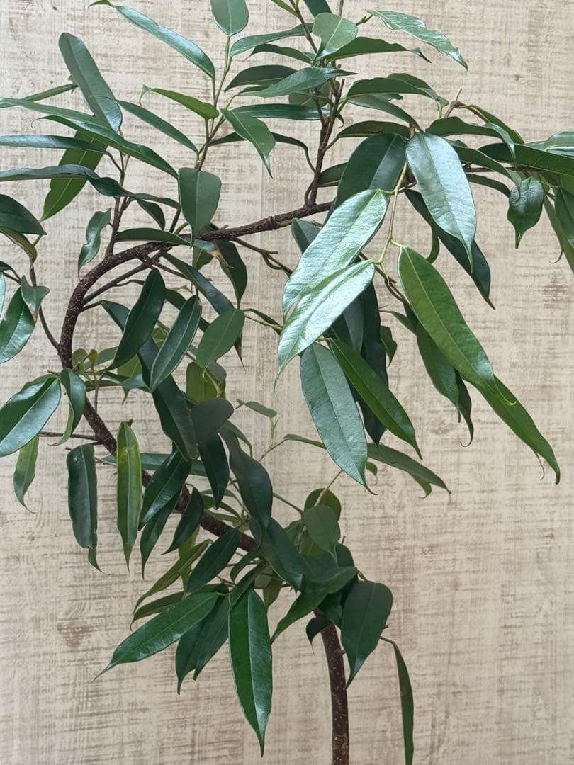 ☆フィカス アムステルダムキング♪ 曲がり仕立て 112cm♪