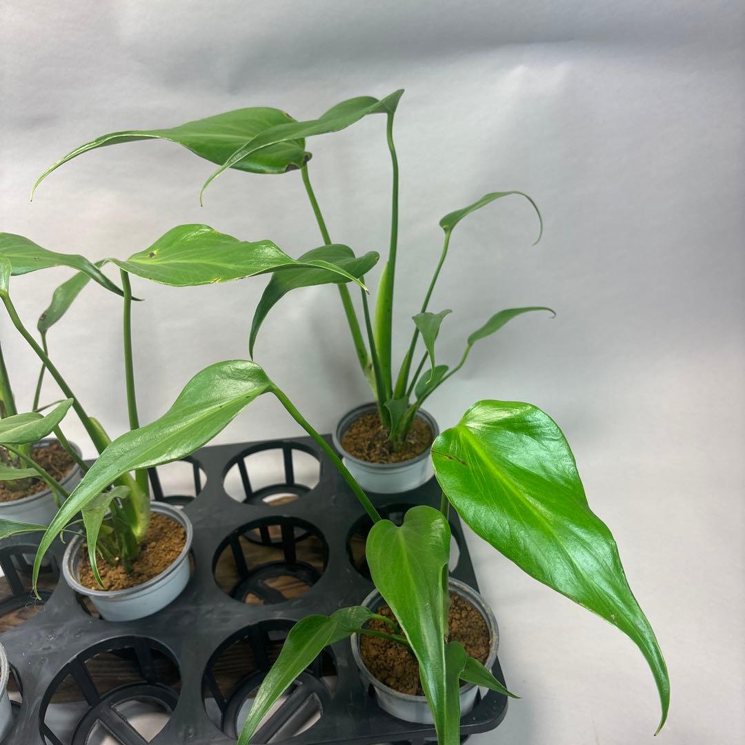 サ*イ様 5株セットms45ちょっと傷あり　モンステラ バールマルクスフレーム