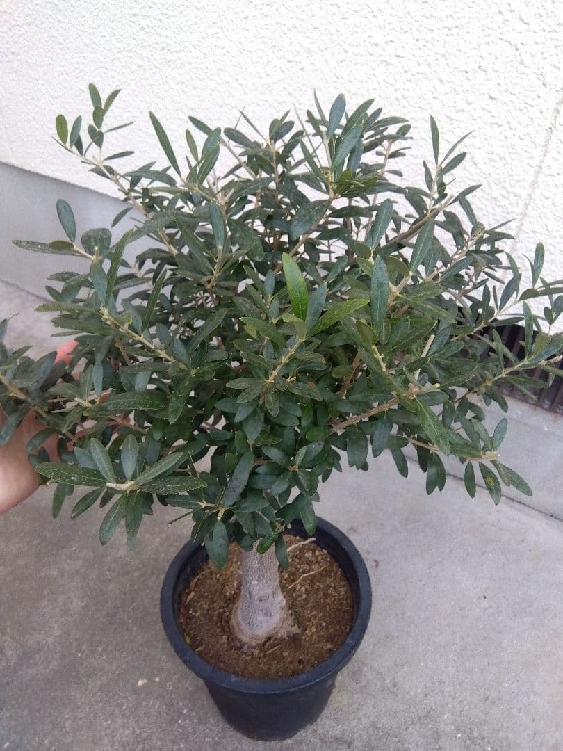 オリーブ　創樹　souju　ネバディロブランコ　8号鉢つき 極太❗　い