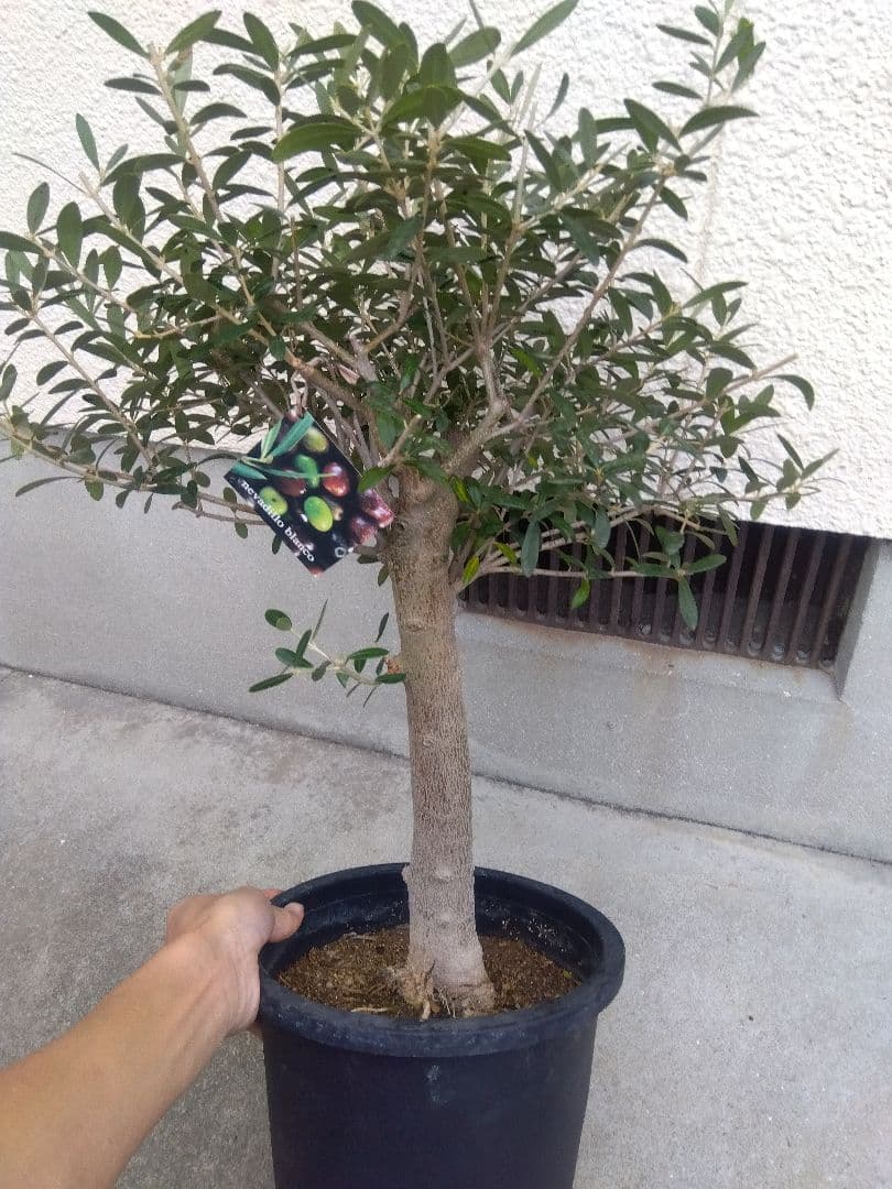 オリーブ　創樹　souju　ネバディロブランコ　8号鉢つき 極太❗　い