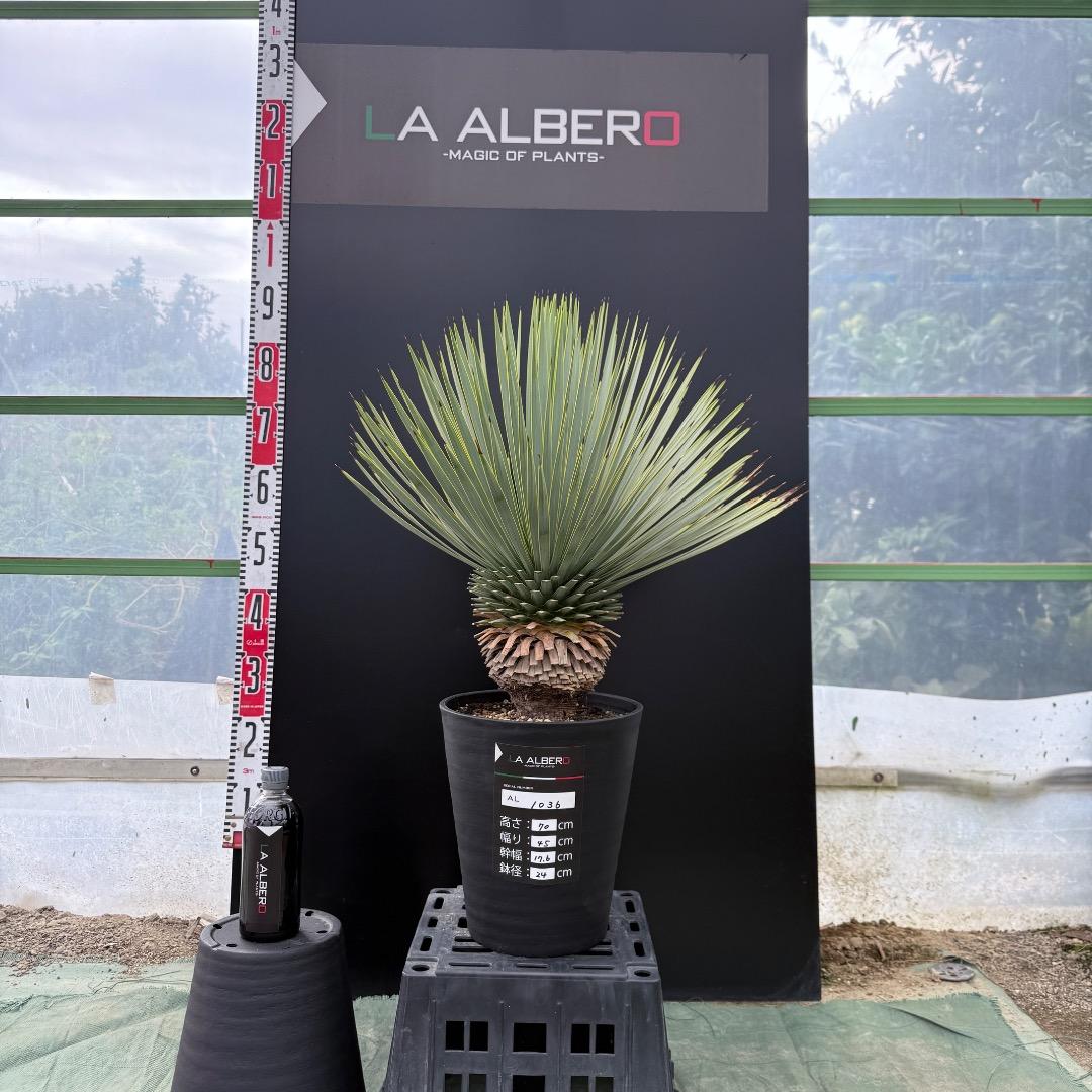 【AL1036】ユッカ　ロストラータ　超美形　シルバーブルー個体