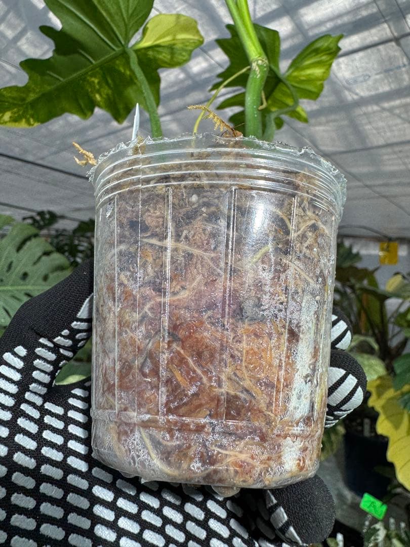 N5 フィロデンドロン　キティナ　健康カット苗