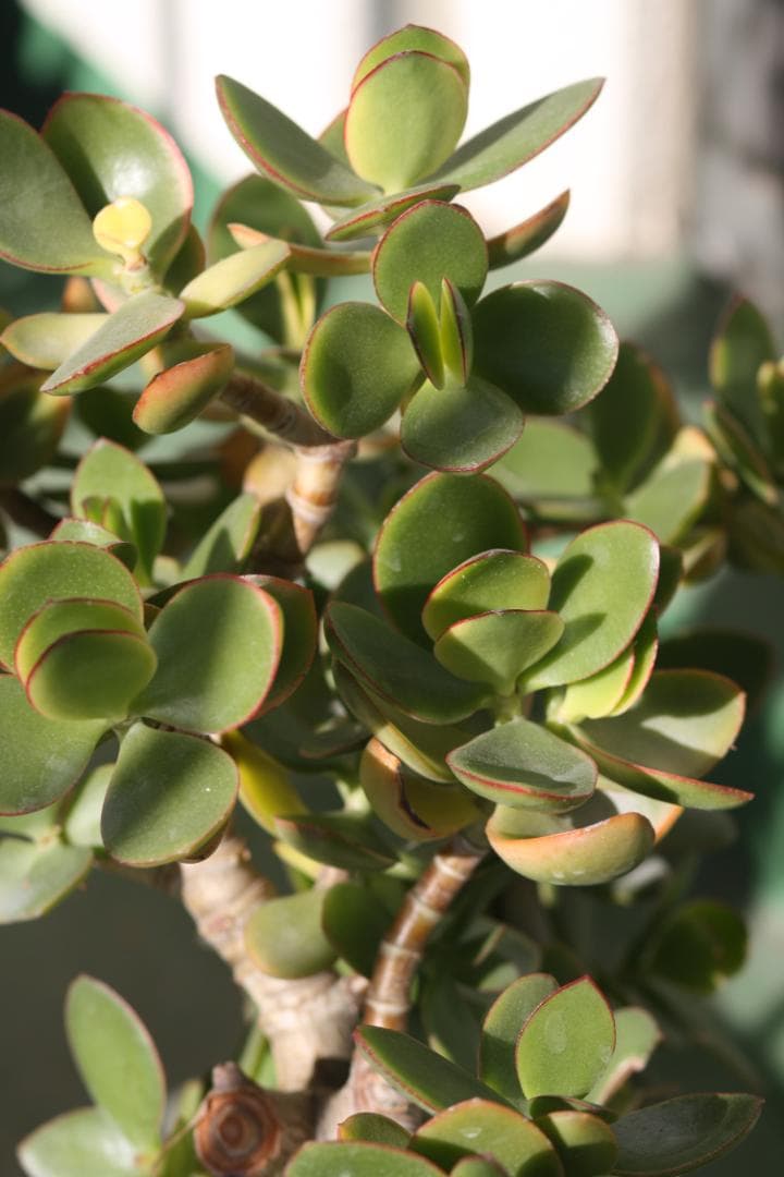 キャノン　 LENS　EF 85㎜F1.8 　 フード、前後キャップ付き　並品