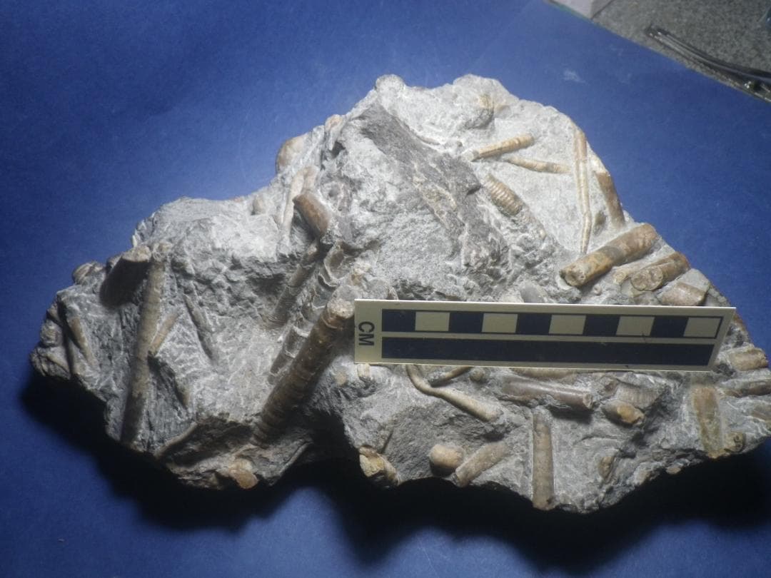 国産化石 北海道小平 ２５１０１２－7