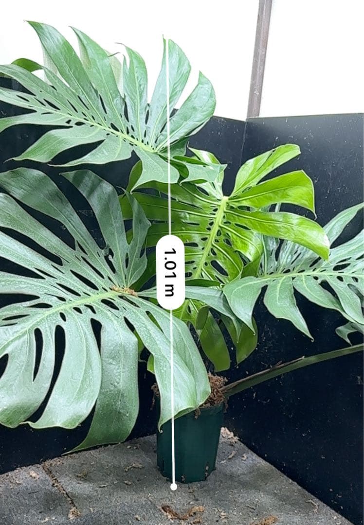 g*n様 モンステラデリシオーサマクロコズム超超大株超希少系統鉢植え高さ101㎝