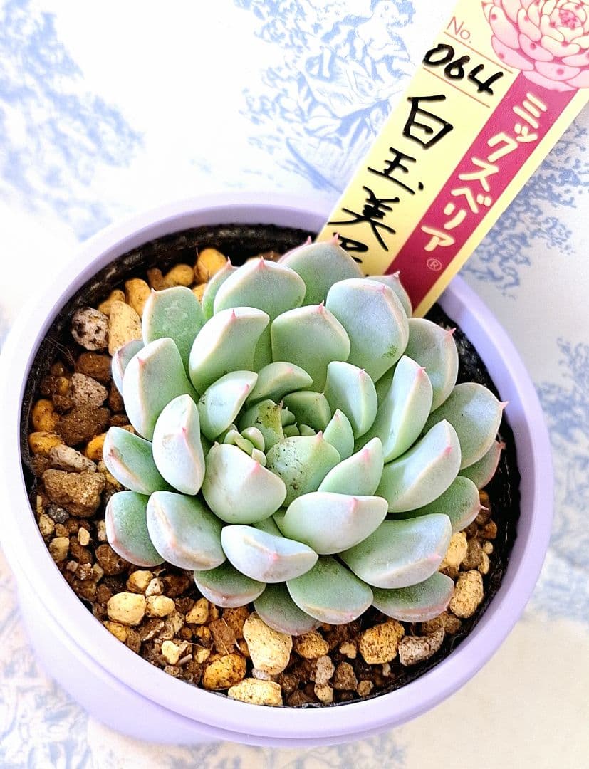 ꕤclara*様 リクエスト 3点 まとめ商品