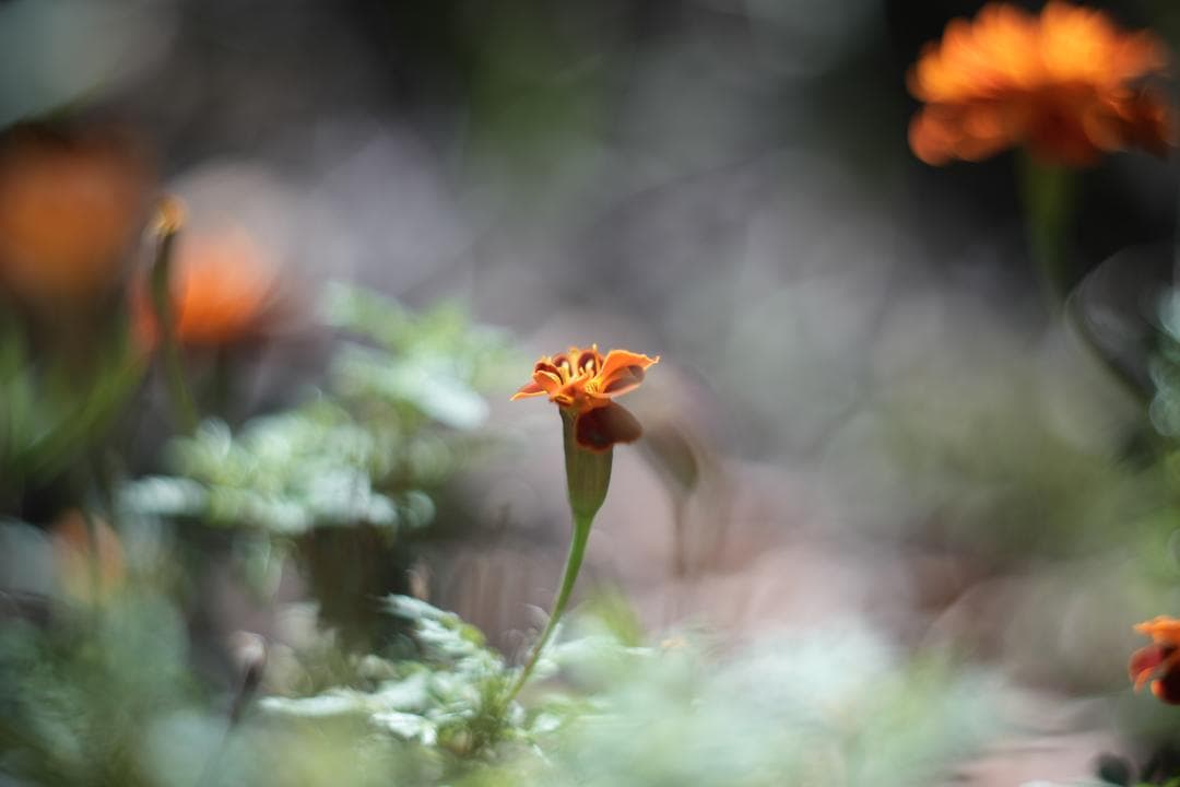 KMZ PO-2-2M 75mm f2 ライカMマウント改 オールドシネレンズ