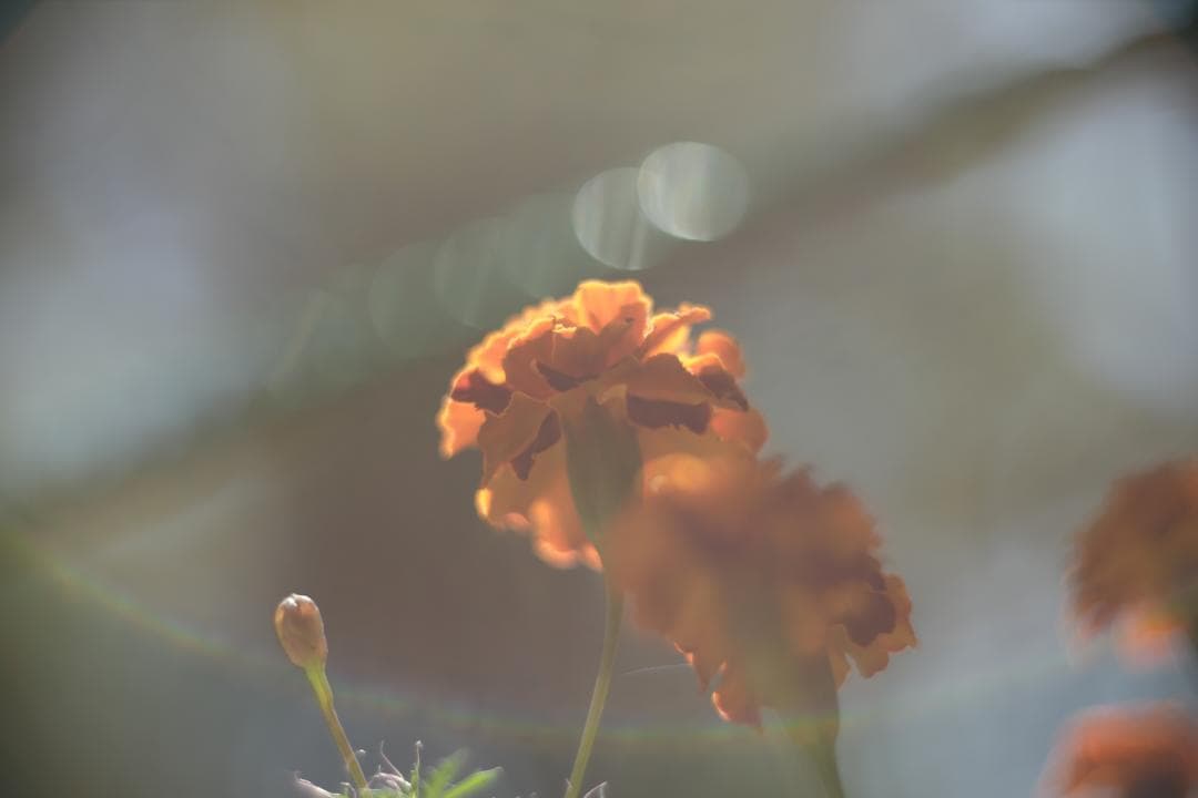 KMZ PO-2-2M 75mm f2 ライカMマウント改 オールドシネレンズ