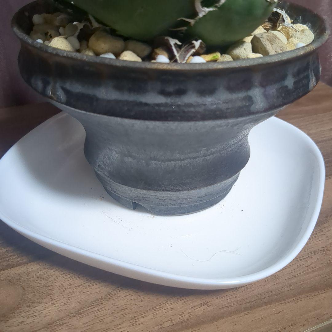 アガベ陶器鉢　植木鉢　比護作品　美品