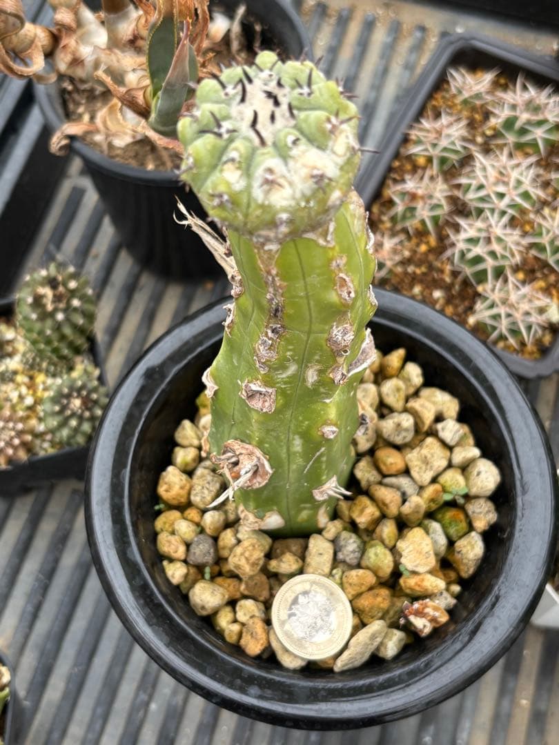 太刺短刺黒王丸