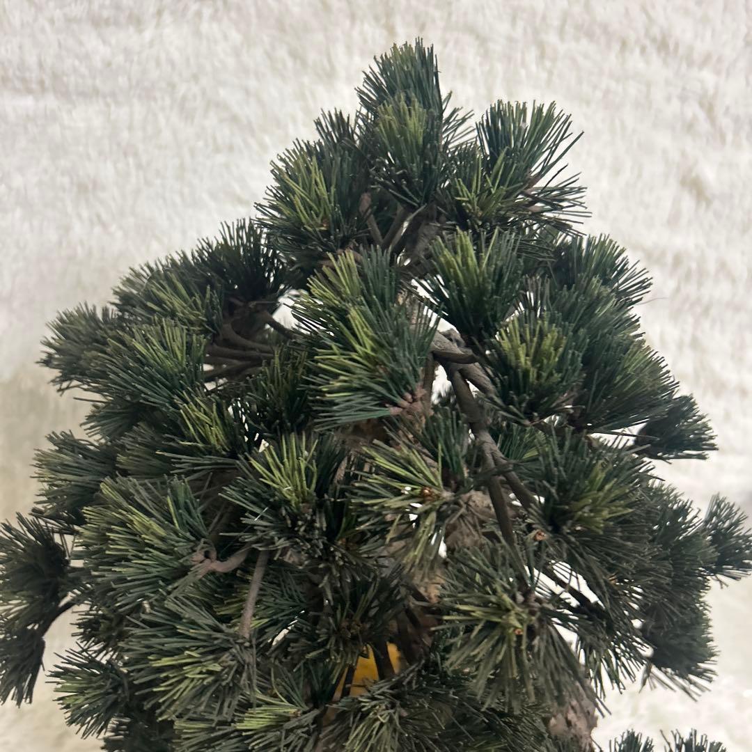 【美品】造花 盆栽 レプリカ 松　ビッグサイズ