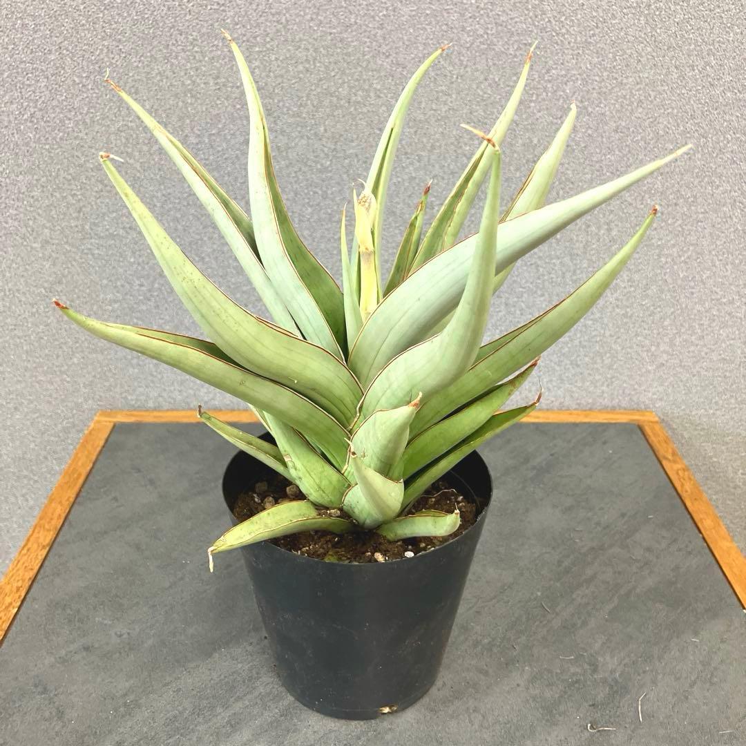 超絶希少❗️サンスベリア　バイビット✨