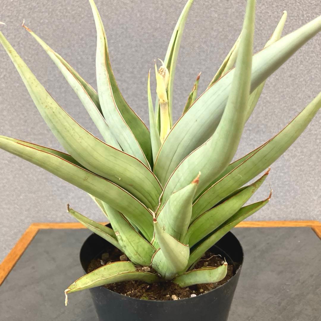 超絶希少❗️サンスベリア　バイビット✨