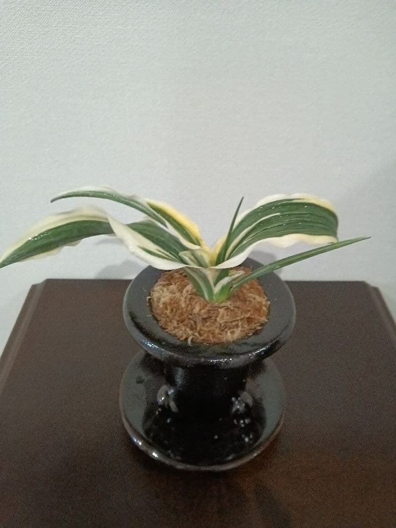 万年青「華宝」