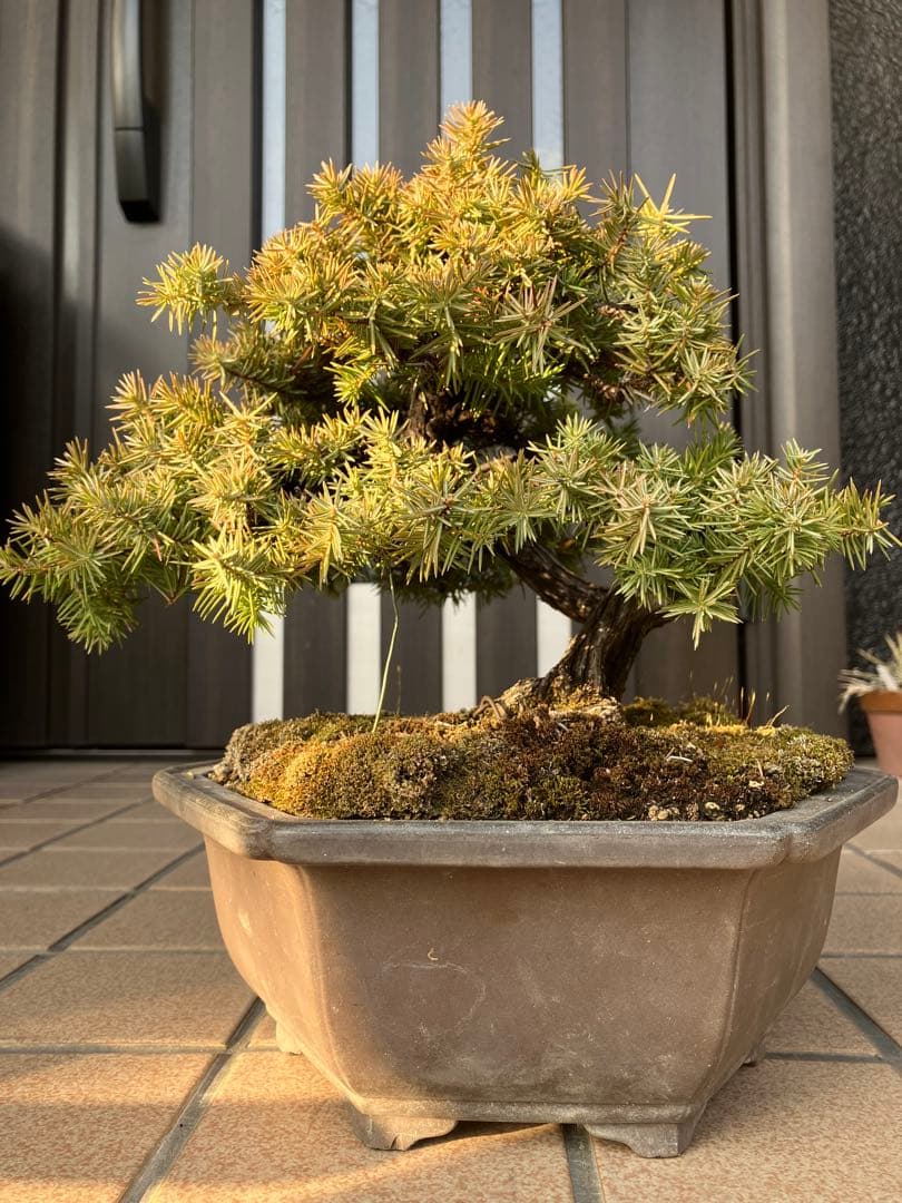 ◉杜松盆栽　究極の逸品　幹の曲と美しい樹形が超魅力！　　大特価！早いもの勝ち