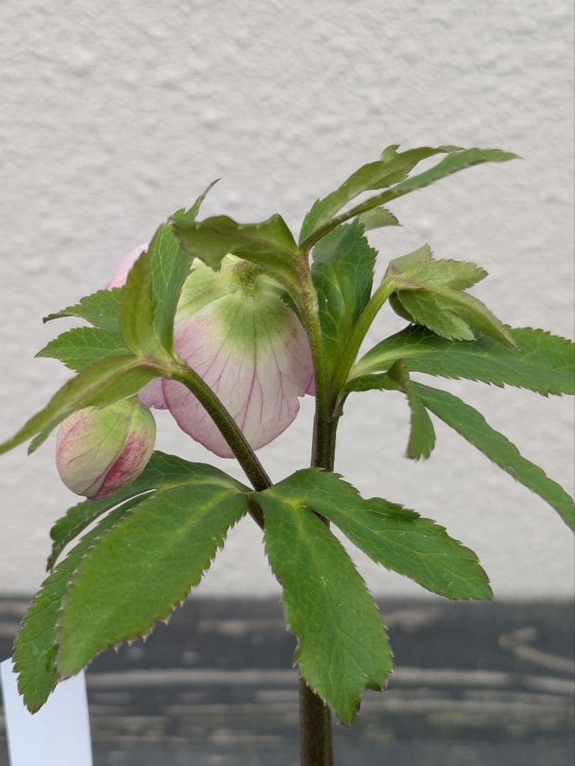 極美 WS★原種交配ヴィリディスhybrid★パステリッシュ・ポーセリン系