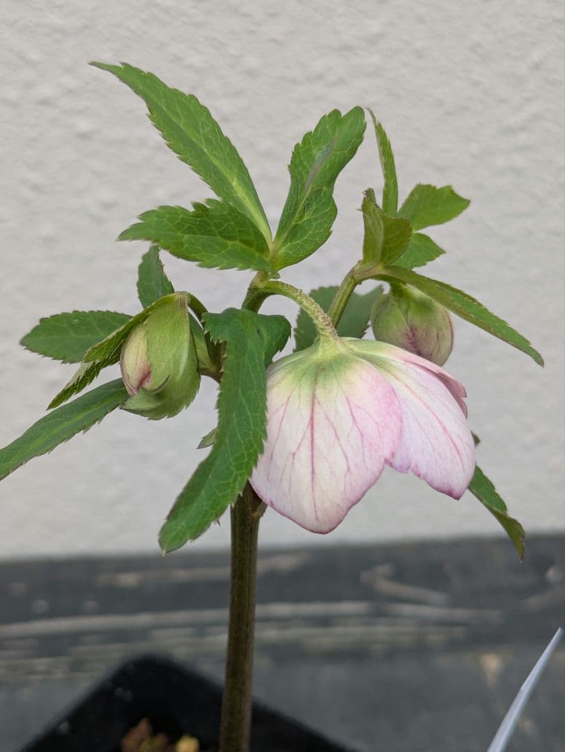 極美 WS★原種交配ヴィリディスhybrid★パステリッシュ・ポーセリン系