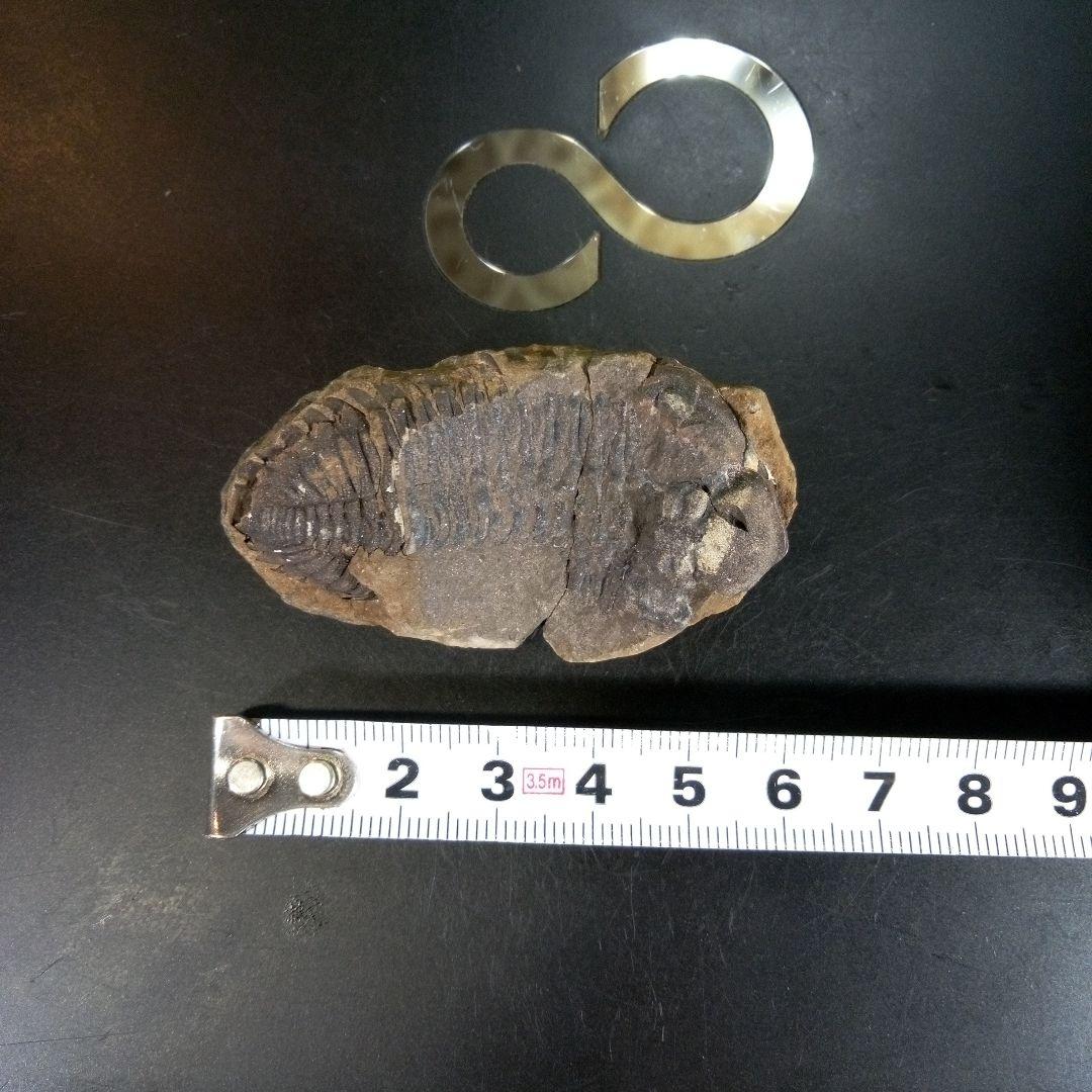 三葉虫　化石　ボリビア産　南アメリカ　trilobite　Bolivia三葉虫⑦