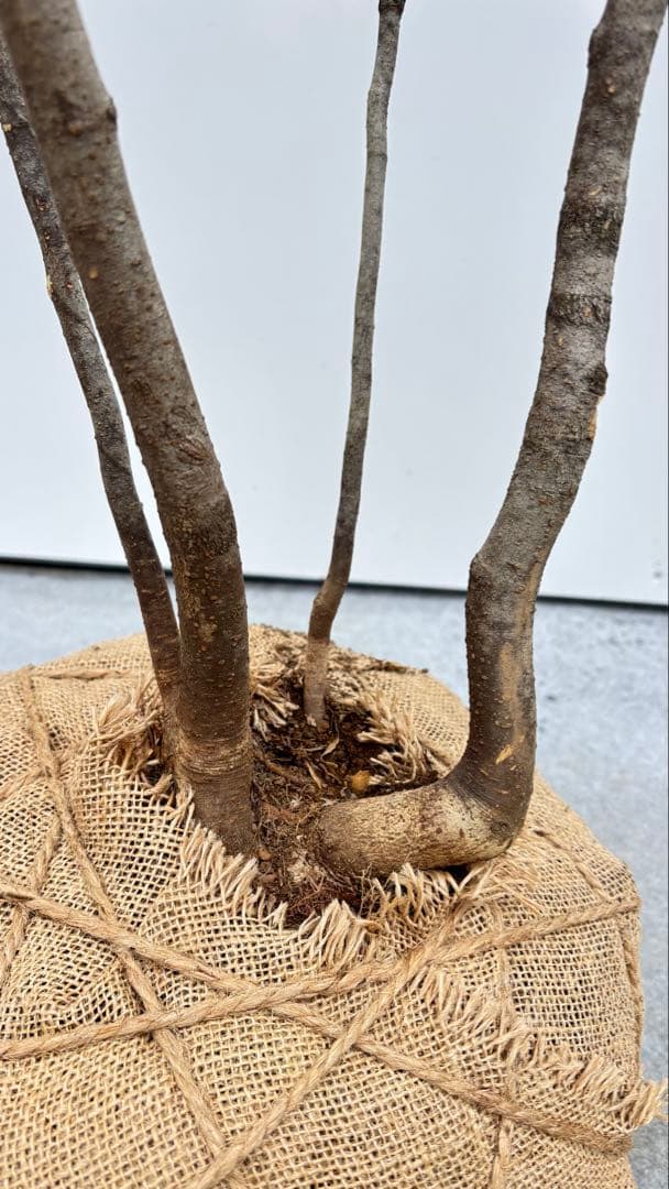 美しい樹形が魅力的 山採り ハイノキ 株立 693 樹高1.8m位 高級樹