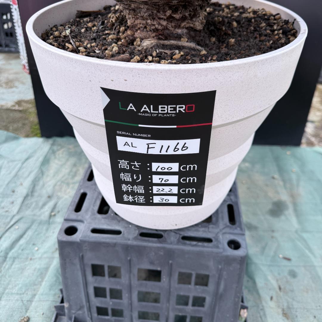 【AL-F1166】ユッカロストラータ　ホワイト個体