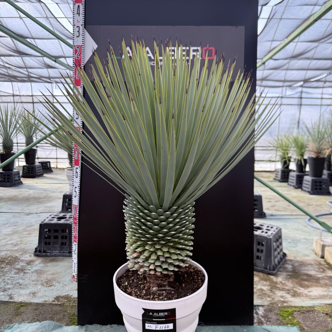 【AL-F1166】ユッカロストラータ　ホワイト個体