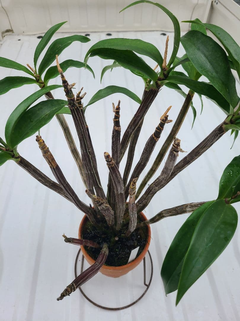 洋蘭　Den.MaroonStar'Cavalier'