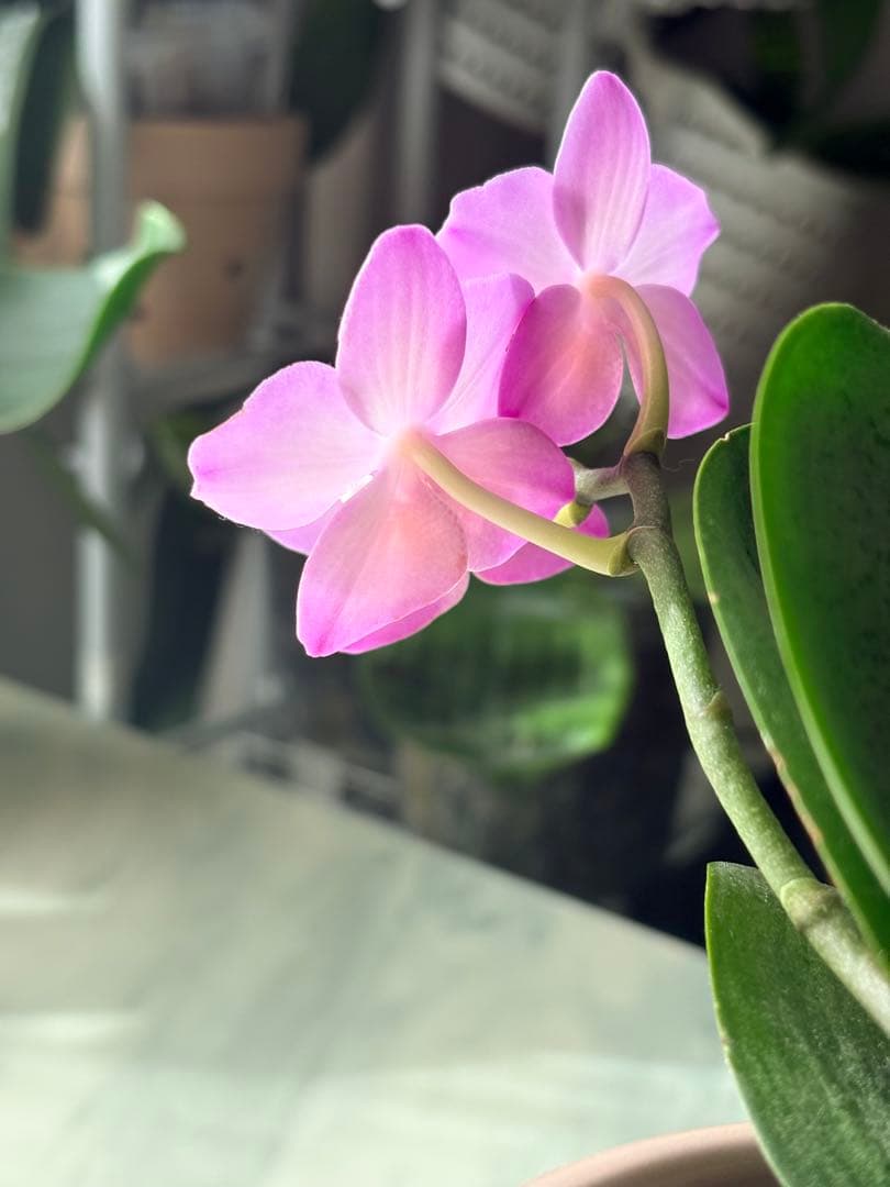 レア！強香原種交配種【ギガンテア × シレリアナ】 シレリアナ戻し 洋ラン 洋蘭