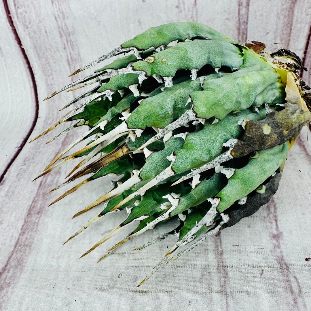 9 アガベ ユタエンシス エボリスピナ